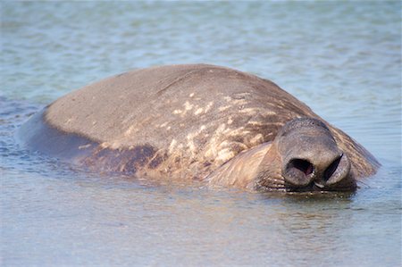 simsearch:700-00481653,k - Southern Elephant Seal, Punta Delgada, Peninsula Valdez, Chubut Province, Argentina, Patagonia Stock Photo - Rights-Managed, Code: 700-00481658