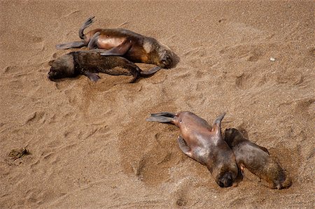 simsearch:700-00481653,k - Sea Lions Punta Delgada, Peninsula Valdez, Chubut Province, Argentina, Patagonia Stock Photo - Rights-Managed, Code: 700-00481659