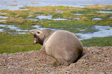 simsearch:700-00481653,k - Southern Elephant Seal, Punta Delgada, Peninsula Valdez, Chubut Province, Argentina, Patagonia Stock Photo - Rights-Managed, Code: 700-00481651