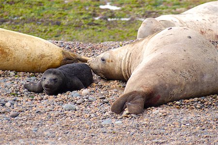 simsearch:700-00481653,k - Southern Elephant Seal Family, Punta Delgada, Peninsula Valdez, Chubut Province, Argentina, Patagonia Stock Photo - Rights-Managed, Code: 700-00481653