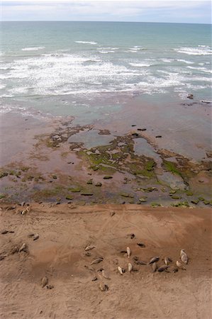 simsearch:700-00481653,k - Seals at Shoreline, Punta Delgada, Peninsula Valdez, Chubut Province, Argentina, Patagonia Stock Photo - Rights-Managed, Code: 700-00481660
