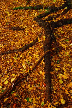 simsearch:700-00182848,k - Fall Leaves and Tree Roots Stock Photo - Rights-Managed, Code: 700-00515440