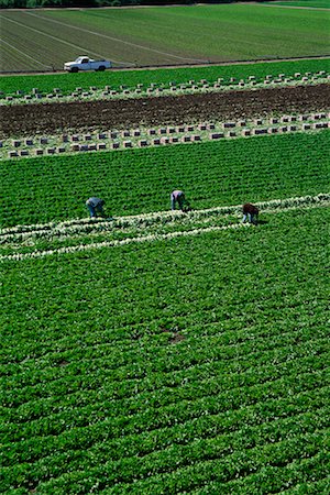 Lettuce Field and Workers, Salinas, California, USA Stock Photo - Rights-Managed, Code: 700-00515478