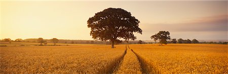 simsearch:700-00053425,k - Oak Tree in Wheat Field, Dorset, England Stock Photo - Rights-Managed, Code: 700-00517779