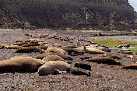 simsearch:700-00481653,k - Seals at Shoreline, Punta Delgada, Peninsula Valdez, Chubut Province, Argentina, Patagonia Stock Photo - Rights-Managed, Code: 700-00519411
