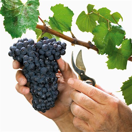 Man's Hands Cutting Pinot Noir Grapes from the Vine Stock Photo - Rights-Managed, Code: 700-00524213