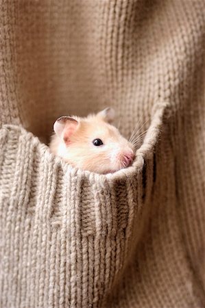 pet shelter - Hamster in Sweater Stock Photo - Rights-Managed, Code: 700-00524901