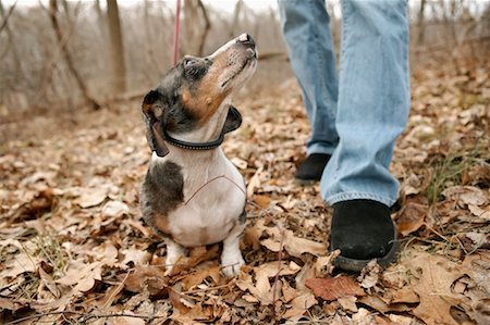 simsearch:700-00166478,k - Person Walking Dog in the Woods Stock Photo - Rights-Managed, Code: 700-00528208