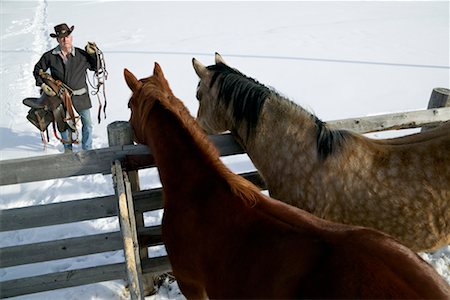 Homme approchant les chevaux avec équipement d'équitation Photographie de stock - Rights-Managed, Code: 700-00528473