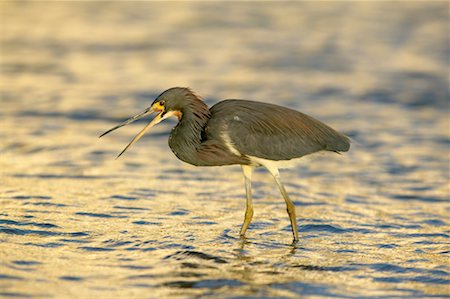 simsearch:700-03368499,k - Tricolored Heron Stock Photo - Rights-Managed, Code: 700-00528980