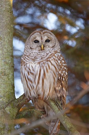 Portrait of Barred Owl Stock Photo - Rights-Managed, Code: 700-00520800