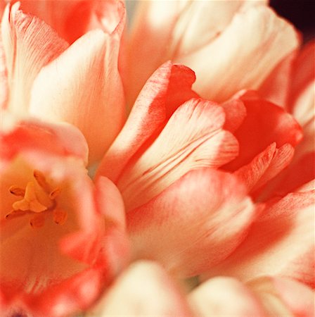 Close Up of Tulips Stock Photo - Rights-Managed, Code: 700-00522507