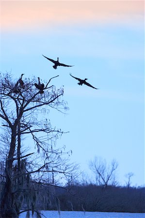 Silhouette of Cormorants, Atchafalaya Basin, Louisiana, USA Foto de stock - Con derechos protegidos, Código: 700-00523830