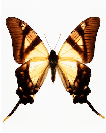 simsearch:700-00194432,k - Serville Kite-swallowtail Butterfly Stock Photo - Rights-Managed, Code: 700-00546307
