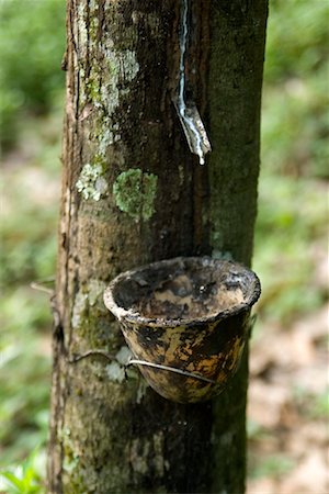 Dripping Sap from Rubber Tree Stock Photo - Rights-Managed, Code: 700-00549321