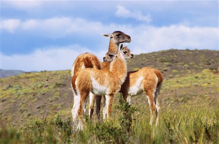 simsearch:700-00481653,k - Guanacos, Torres del Paine National Park, Patagonia, Chile Stock Photo - Rights-Managed, Code: 700-00549807