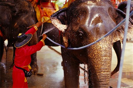 simsearch:700-02693512,k - Man Washing Elephant, Ayutthaya, Thailand Stock Photo - Rights-Managed, Code: 700-00543662