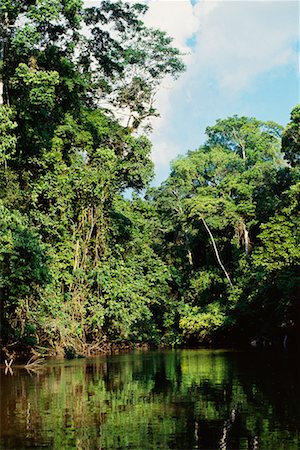 simsearch:700-00023229,k - Amazon Basin, Ecuador Foto de stock - Con derechos protegidos, Código: 700-00554385