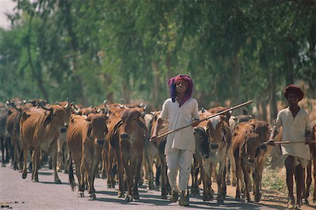 stick man on a road - Men Herding Cattle, Rajasthan, India Stock Photo - Rights-Managed, Code: 700-00554572