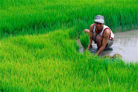 simsearch:700-01716733,k - Man Working at Rice Paddy, Ilocos Norte, Philippines Stock Photo - Rights-Managed, Code: 700-00555275