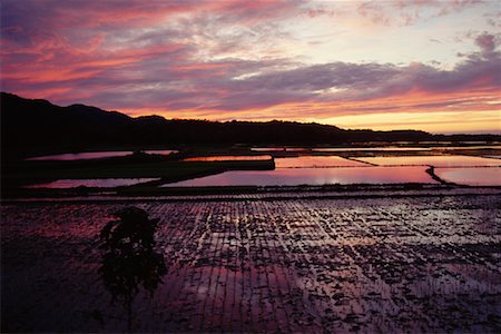 simsearch:700-01716733,k - Rice Paddy, Ilocos Norte, Philippines Stock Photo - Rights-Managed, Code: 700-00555272