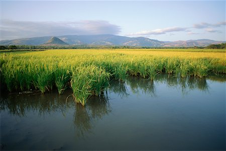 simsearch:700-00057322,k - Rice Fields, Pangasinan, Philippines Stock Photo - Rights-Managed, Code: 700-00555379