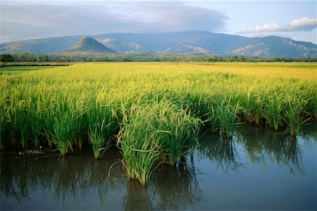 simsearch:700-00057322,k - Rice Fields, Pangasinan, Philippines Stock Photo - Rights-Managed, Code: 700-00555380