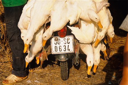 scooter rear view - Ducks on Back of Motorcycle at Market, Ho Chi Minh City, Vietnam Stock Photo - Rights-Managed, Code: 700-00555664