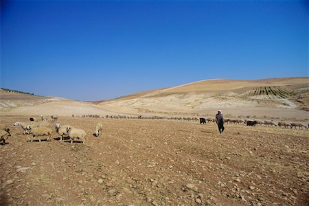 desert shepherds - Flock Of Sheep In Field, Turkey Stock Photo - Rights-Managed, Code: 700-00555784