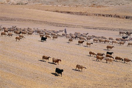 desert shepherds - Flock Of Sheep In Field, Turkey Stock Photo - Rights-Managed, Code: 700-00555785