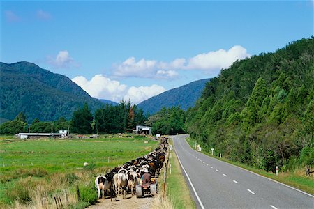 simsearch:700-02670977,k - Herd of Cattle Walking on Side of the Road, South Island, New Zealand Stock Photo - Rights-Managed, Code: 700-00556074