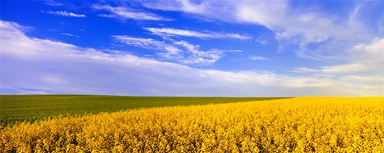 Prairies In Canada. panoramic prairies canada