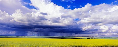 simsearch:600-01236293,k - Champ de canola et les nuages, Three Hills, Alberta, Canada Photographie de stock - Rights-Managed, Code: 700-00556586