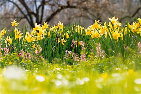 Daffodils Stock Photo - Rights-Managed, Code: 700-00556736