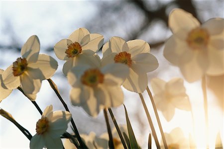 Daffodils Stock Photo - Rights-Managed, Code: 700-00556733