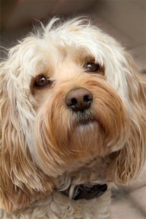 Portrait de chien Photographie de stock - Rights-Managed, Code: 700-00557224