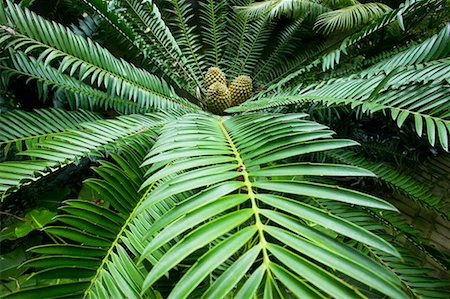 simsearch:600-03004987,k - Cycad, Los Angeles County Arboretum and Botanical Garden, Arcadia, California, USA Stock Photo - Rights-Managed, Code: 700-00551016