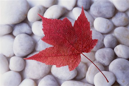 Close-Up of Maple Leaf Stock Photo - Rights-Managed, Code: 700-00552124