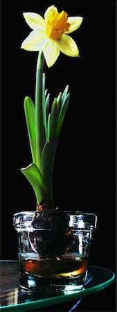 Daffodil Bulb Growing in Glass Flower Pot Stock Photo - Rights-Managed, Code: 700-00553060