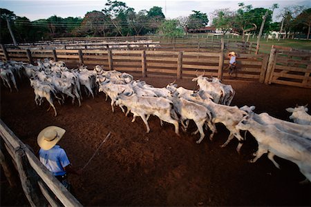 Farmers Herding Cattle, Caiman, Pantanal, Brazil Stock Photo - Rights-Managed, Code: 700-00553792