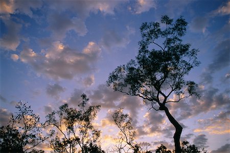 simsearch:700-02669459,k - Trees and Sky, Kakadu National Park, Northern Territory, Australia Stock Photo - Rights-Managed, Code: 700-00553815