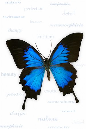 simsearch:700-00194432,k - Close-Up of Butterfly Stock Photo - Rights-Managed, Code: 700-00553848