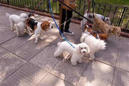 dog walker - Dog Walker in Buenos Aires, Argentina Stock Photo - Rights-Managed, Code: 700-00553856