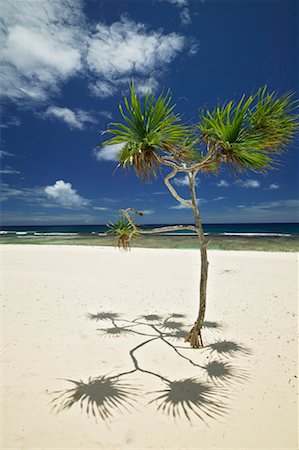 simsearch:700-03814221,k - Palm Tree, Tamanu Beach Club, Efate, Vanuatu Foto de stock - Con derechos protegidos, Código: 700-00553955