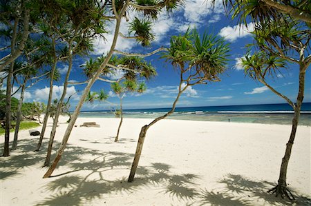 simsearch:700-03814221,k - Palm Trees, Tamanu Beach Club, Efate, Vanuatu Foto de stock - Con derechos protegidos, Código: 700-00553956