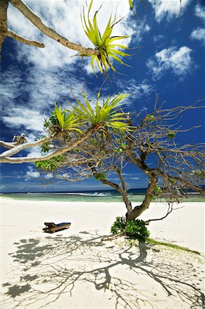 simsearch:700-03814221,k - Trees, Tamanu Beach Club, Efate, Vanuatu Foto de stock - Con derechos protegidos, Código: 700-00553957