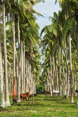 simsearch:841-03672349,k - Horses In A Palm Tree Plantation, Efate, Vanuatu Stock Photo - Rights-Managed, Code: 700-00553964