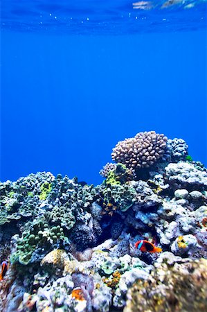 Coral Reef Off Tanna Evergreen Bungalows, Tanna, Vanuatu Stock Photo - Rights-Managed, Code: 700-00553984