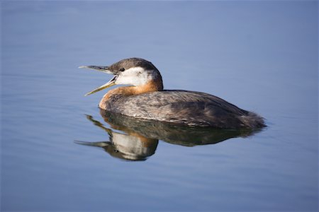 simsearch:841-03674388,k - Red-Necked Grebe Stock Photo - Rights-Managed, Code: 700-00593106