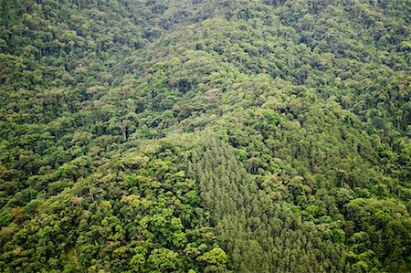 simsearch:700-00023229,k - Vegetation, Sao Paulo State, Brazil Foto de stock - Con derechos protegidos, Código: 700-00606917